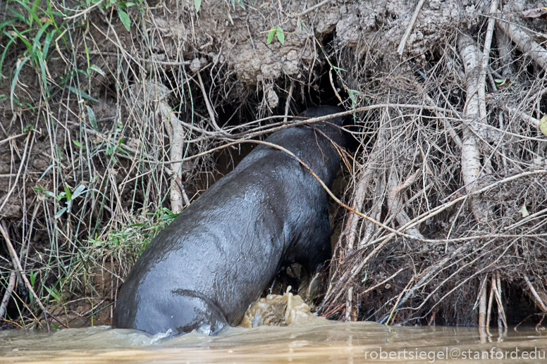 giant river otter entering den